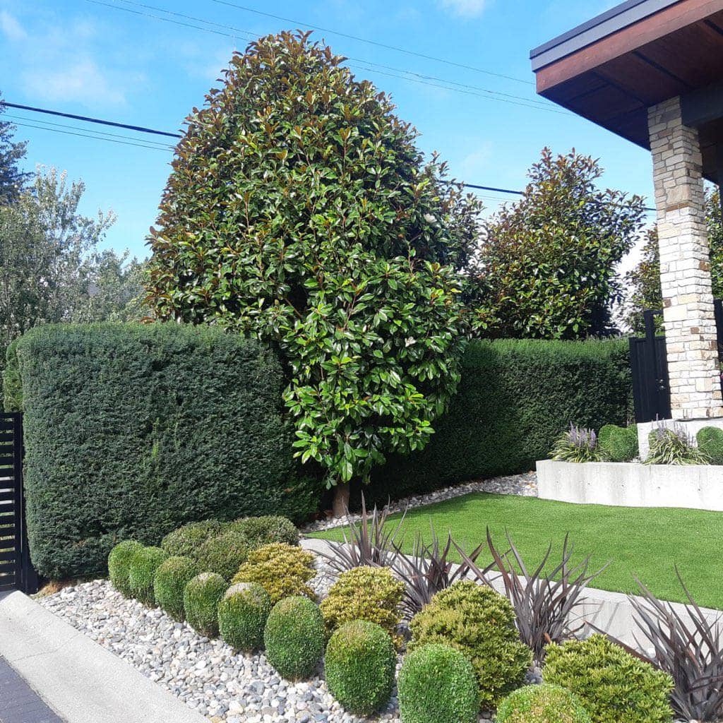 How to Plant Trees Shrubs and Bushes
