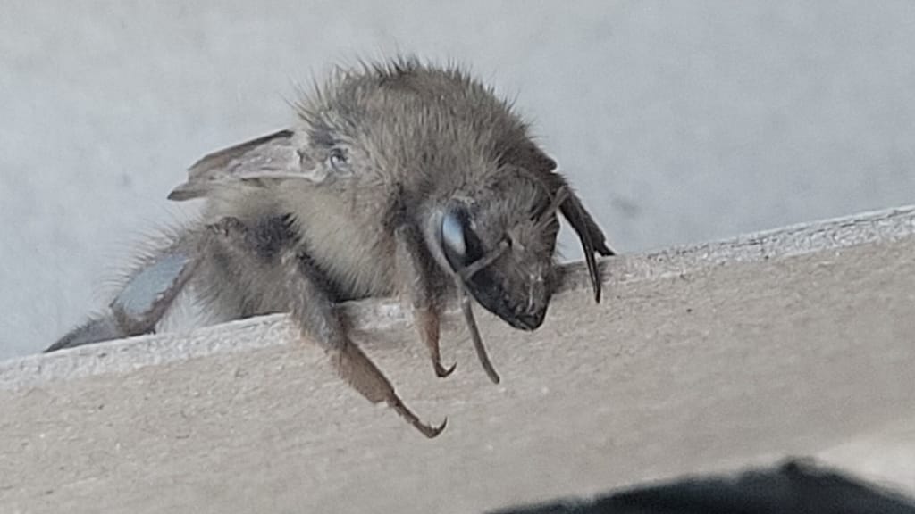 Gray Bumblebee Close up