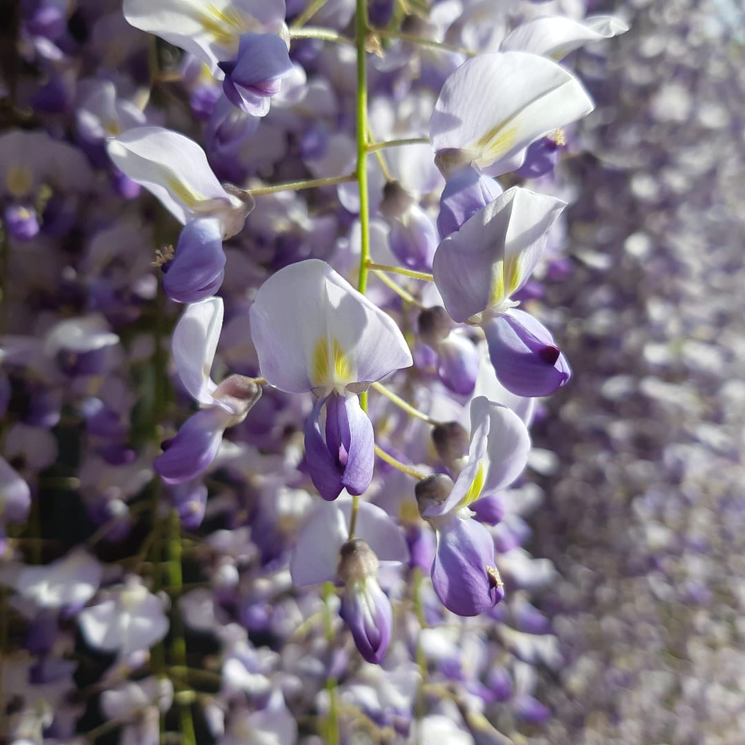 Close-up macro shot of purple and white wisteria flower clusters in bloom (duplicate upload)