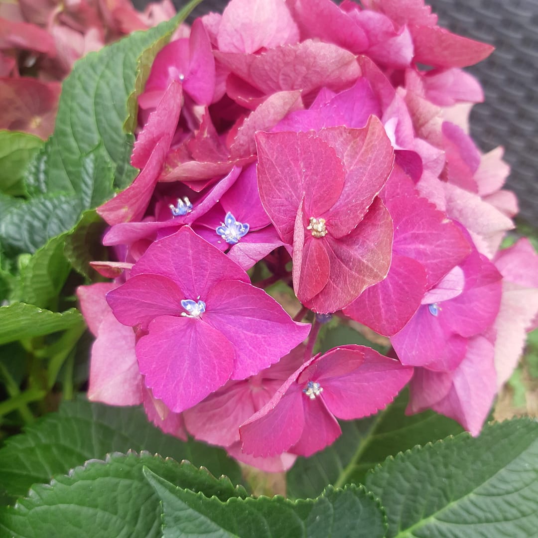 Choose The Right Plants