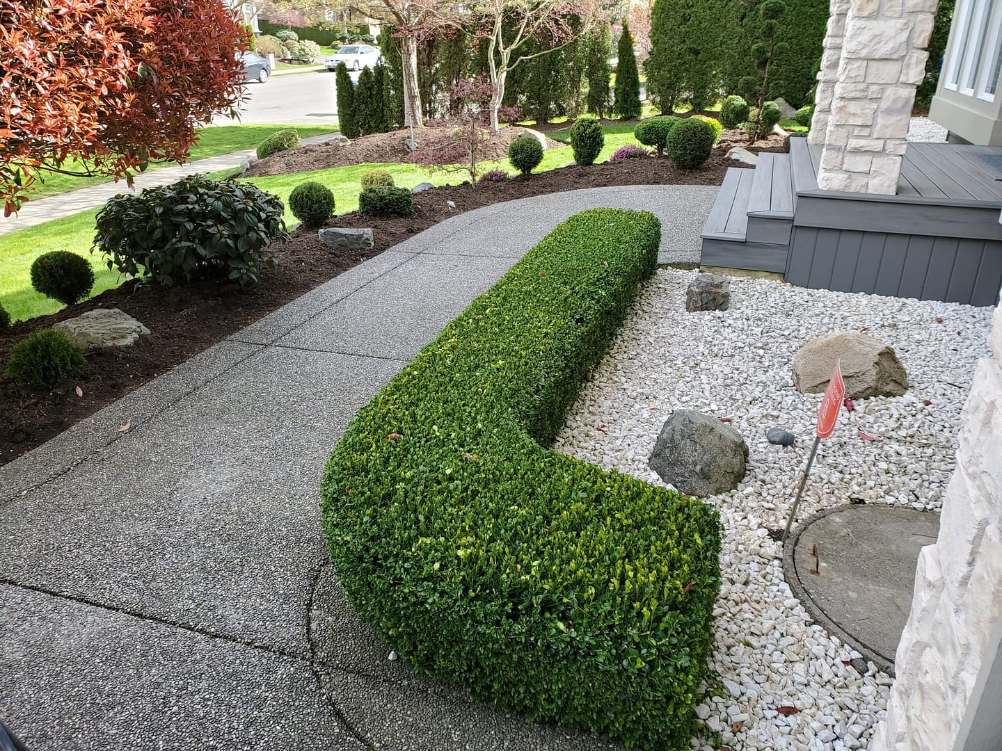How to Plant Boxwood Hedge