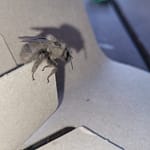 Gray Bumblebee Close up