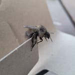Gray Bumblebee Close up