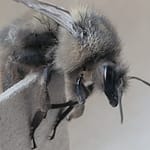 Gray Bumblebee Close up