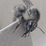 Gray Bumblebee Close up