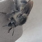 Gray Bumblebee Close up