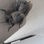 Gray Bumblebee Close up