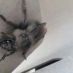 Gray Bumblebee Close up
