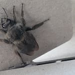 Gray Bumblebee Close up