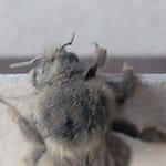 Gray Bumblebee Close up