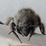 Gray Bumblebee Close up