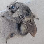 Gray Bumblebee Close up