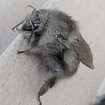 Gray Bumblebee Close up