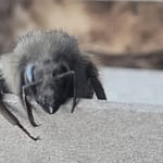 Gray Bumblebee Close up