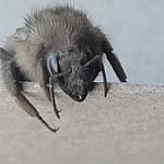 Gray Bumblebee Close up