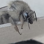 Gray Bumblebee Close up