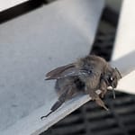 Gray Bumblebee Close up