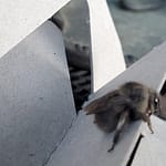 Gray Bumblebee Close up