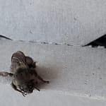 Gray Bumblebee Close up