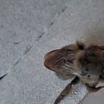 Gray Bumblebee Close up