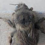 Macro back view of a bumblebee with folded wings on a light concrete surface