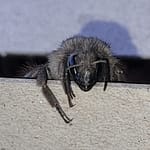 Close-up front view of a bumblebee showing its blue-tinted eye and antennae