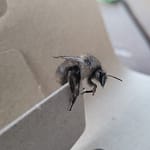 Macro shot of a fuzzy bumblebee perched on a paver edge with legs and wings visible