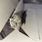 Close-up of a fuzzy brown moth resting on the edge of a concrete paver
