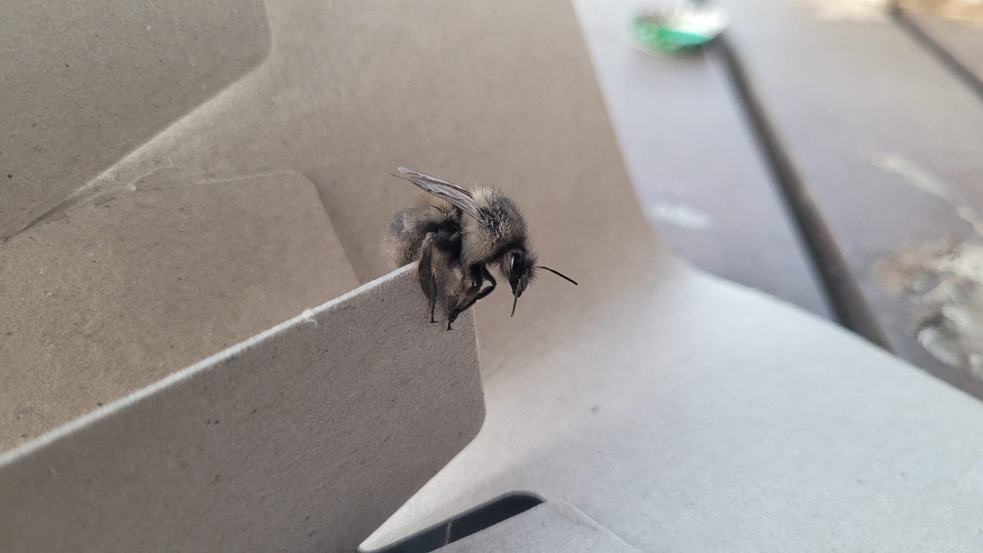 Gray Bumblebee Close up
