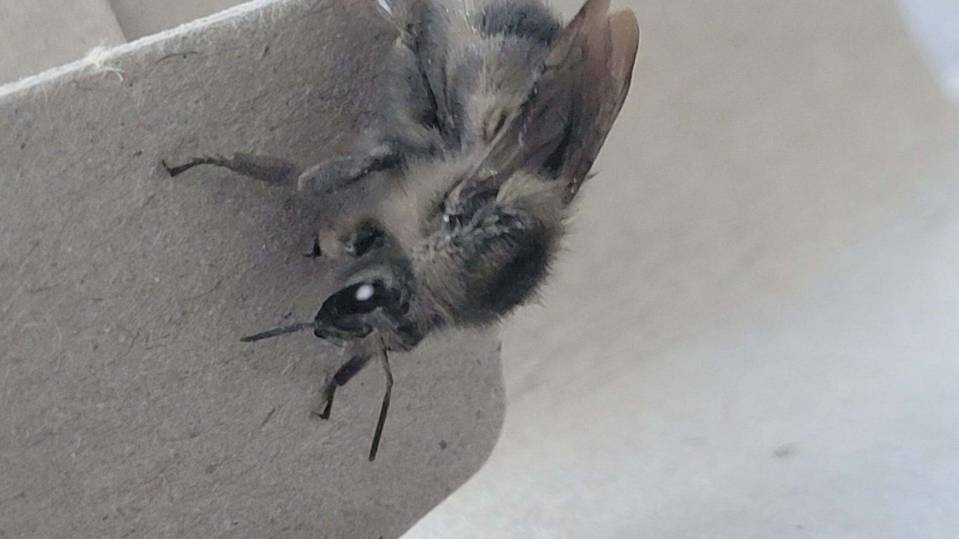 Gray Bumblebee Close up