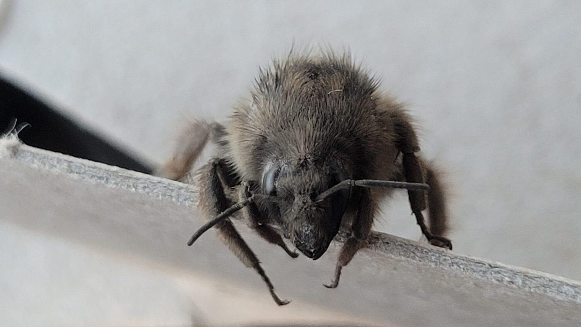 Gray Bumblebee Close up