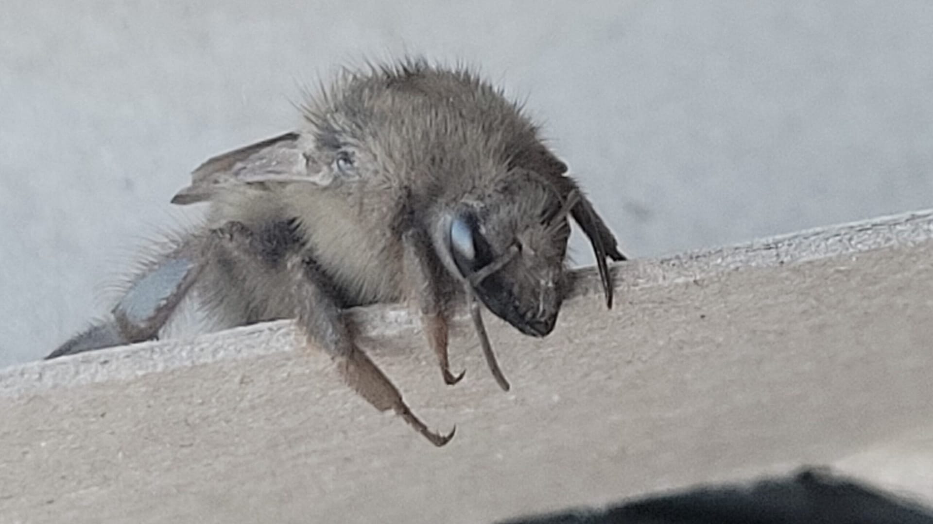Macro shot of a bumblebee with tilted head resting on a concrete ledge