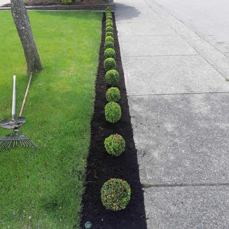 Row of neatly trimmed round boxwood shrubs along a mulched bed beside a sidewalk, with a young staked tree and lawn (duplicate upload)